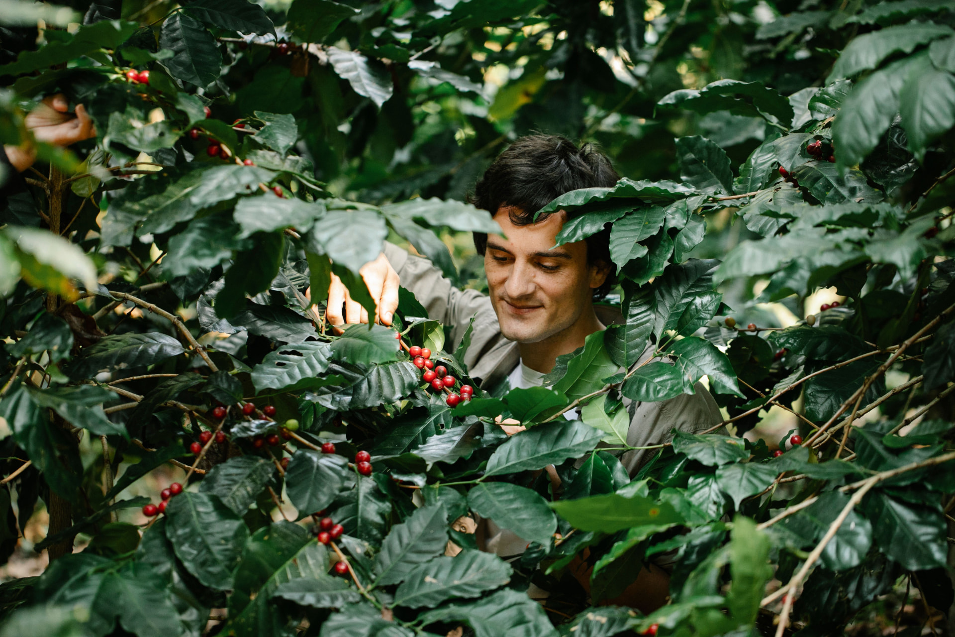 Coffee producer picking ripe red cherries among coffee trees